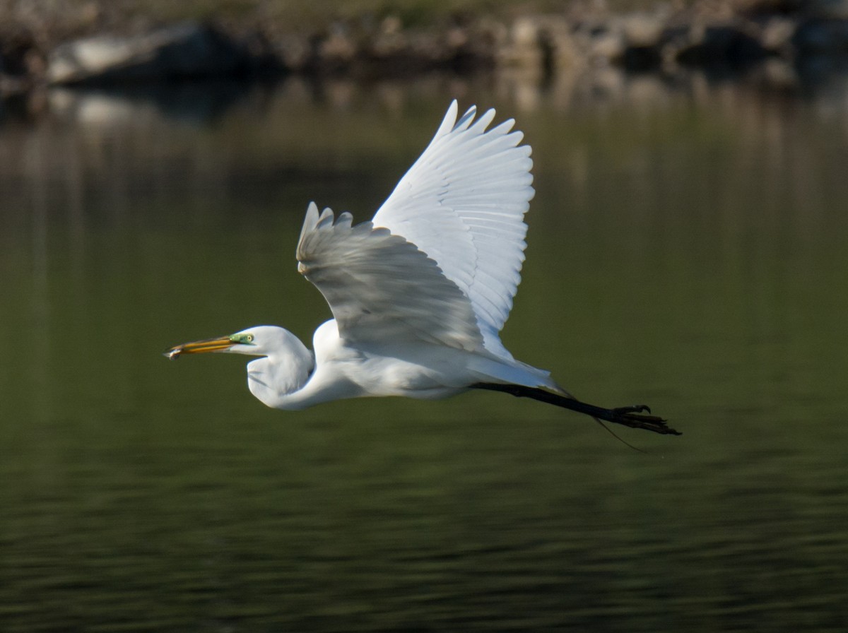 Great Egret - Jack and Shirley Foreman