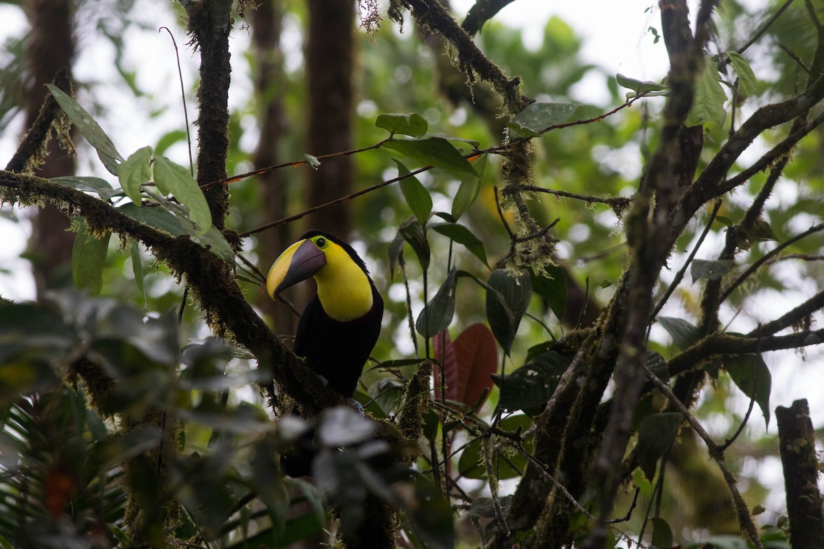 Yellow-throated Toucan (Chestnut-mandibled) - ML93903281