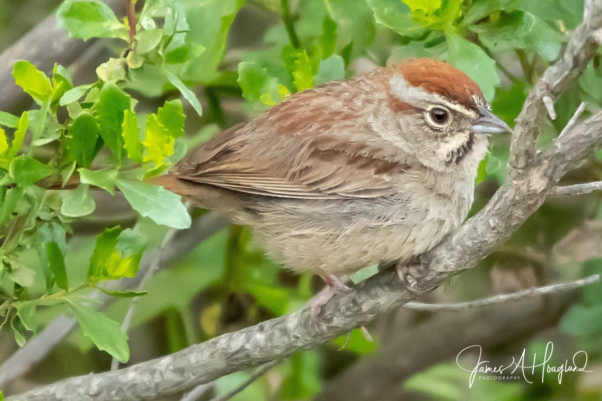Rufous-crowned Sparrow - James Hoagland