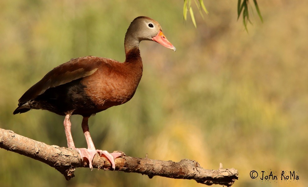 Black-bellied Whistling-Duck - Antonio Robles