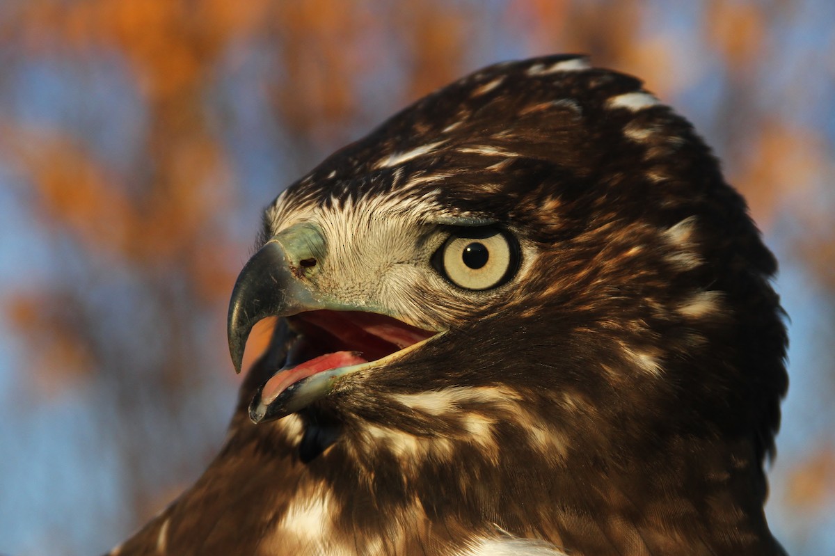 Red-tailed Hawk (Harlan's) - ML93910181