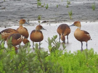 Fulvous Whistling-Duck, ML93910791