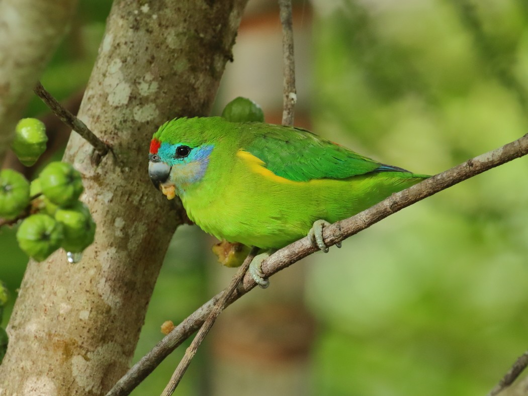 Double-eyed Fig-Parrot - Keith & Lindsay Fisher