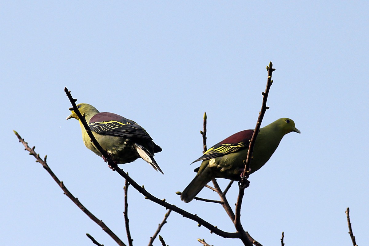 Sri Lanka Green-Pigeon - Aravind AM