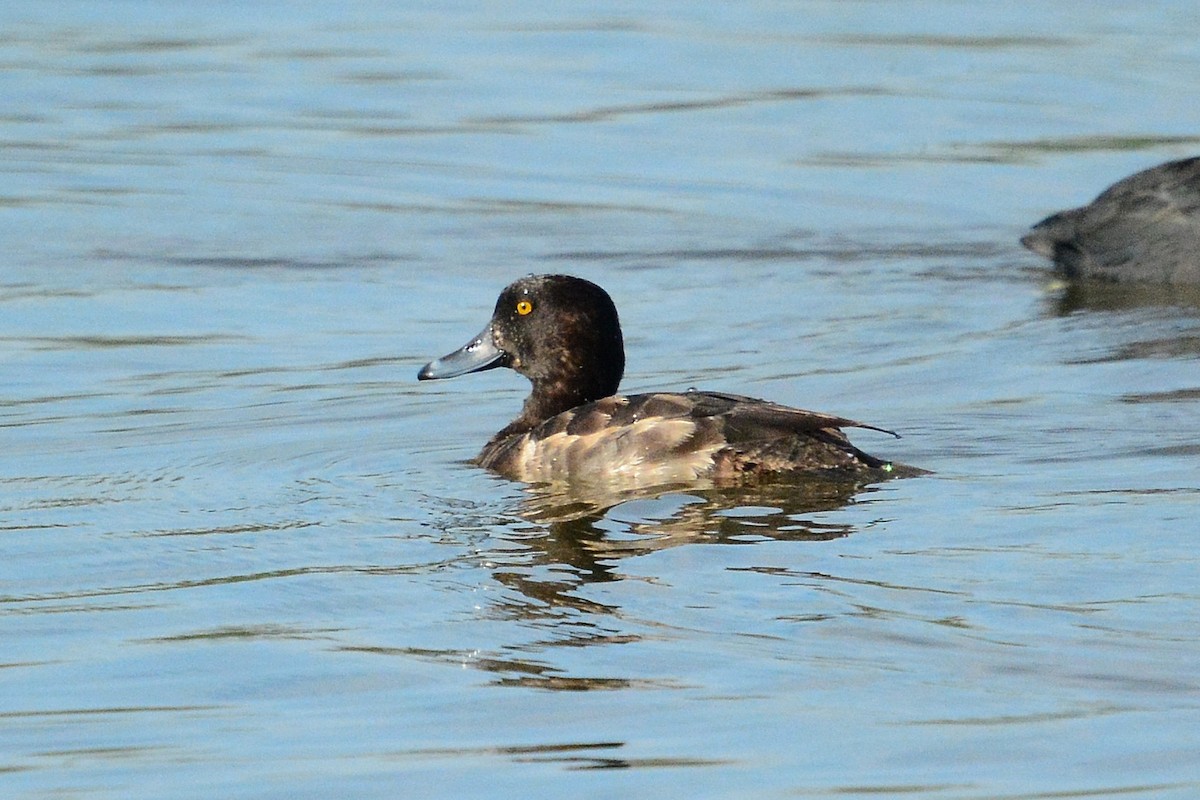 Greater Scaup - ML93923861