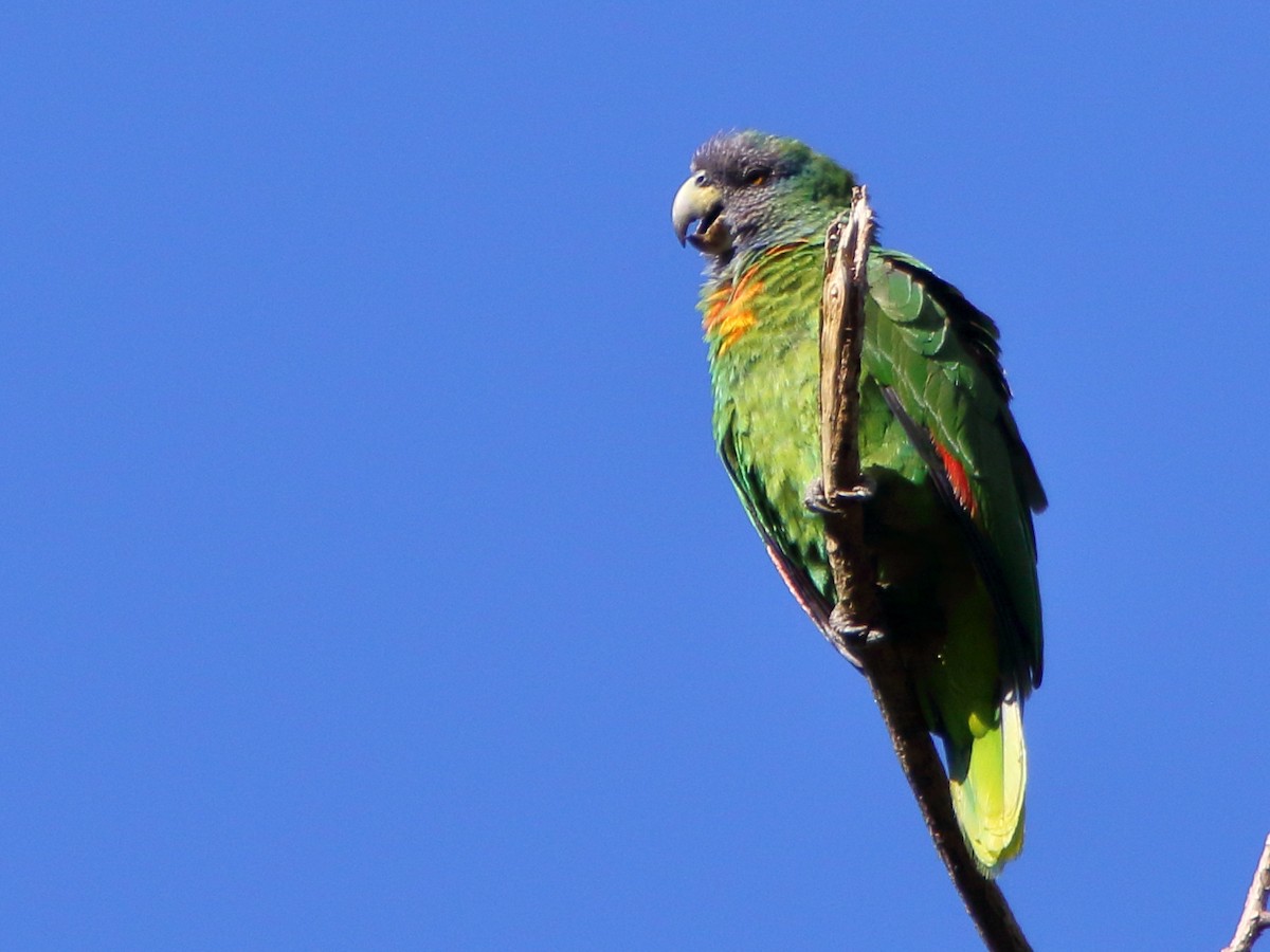 Red-necked Parrot - ML93924711