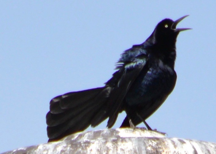 Great-tailed Grackle - ML93927611