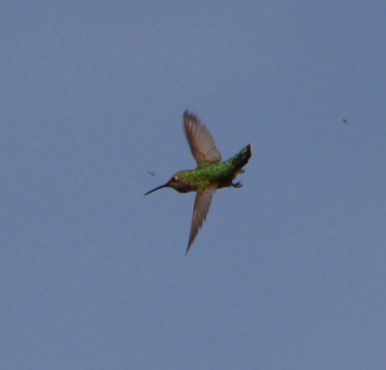 hummingbird sp. - ML93928061