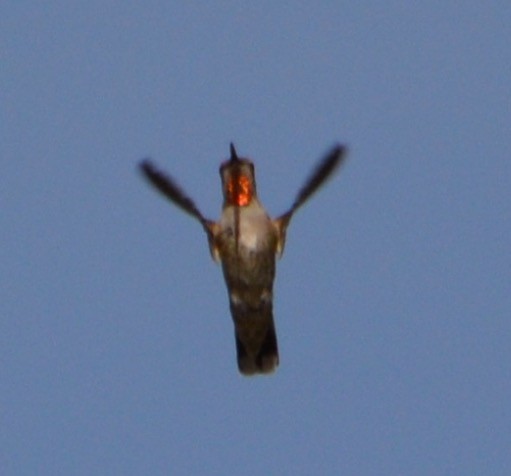hummingbird sp. - ML93928081