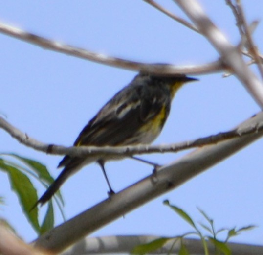 Yellow-rumped Warbler - ML93928981