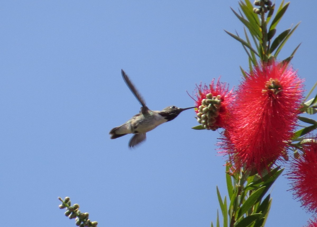 Calliope Hummingbird - ML93929351