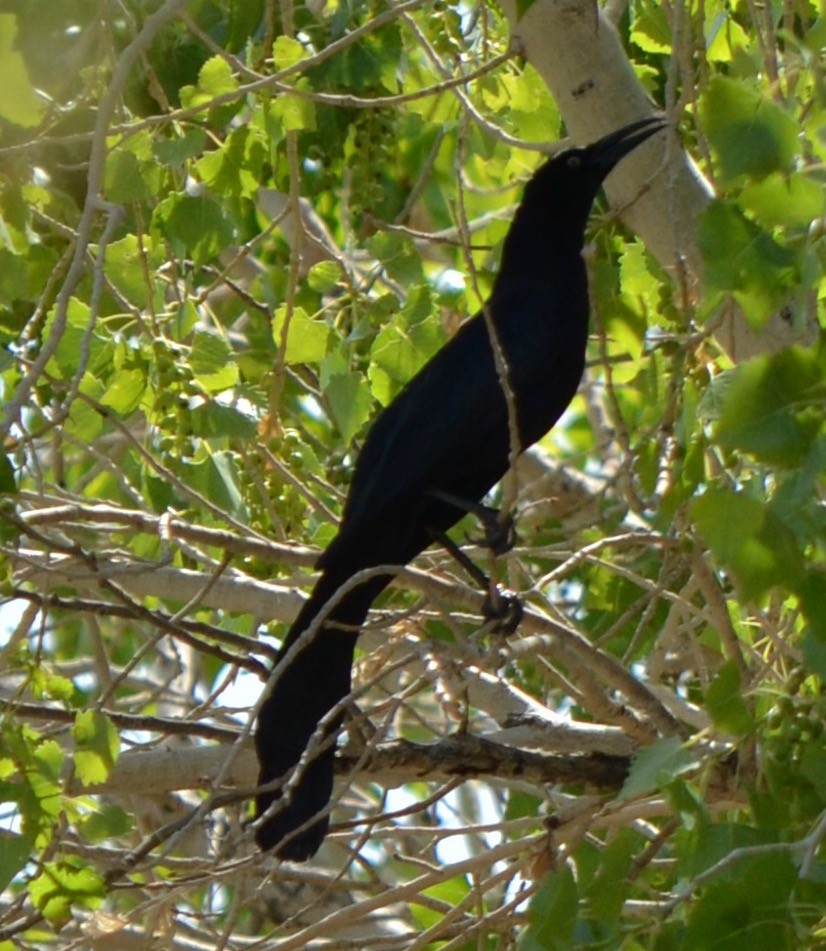 Great-tailed Grackle - ML93929531