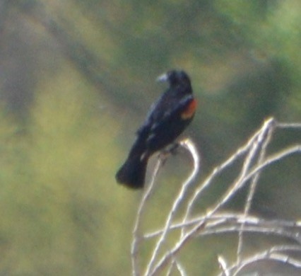 Red-winged Blackbird - ML93929811