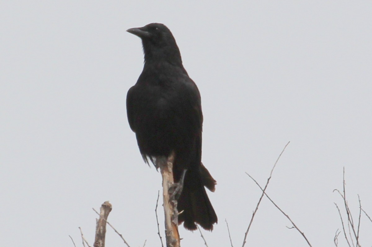 American Crow - sam hough
