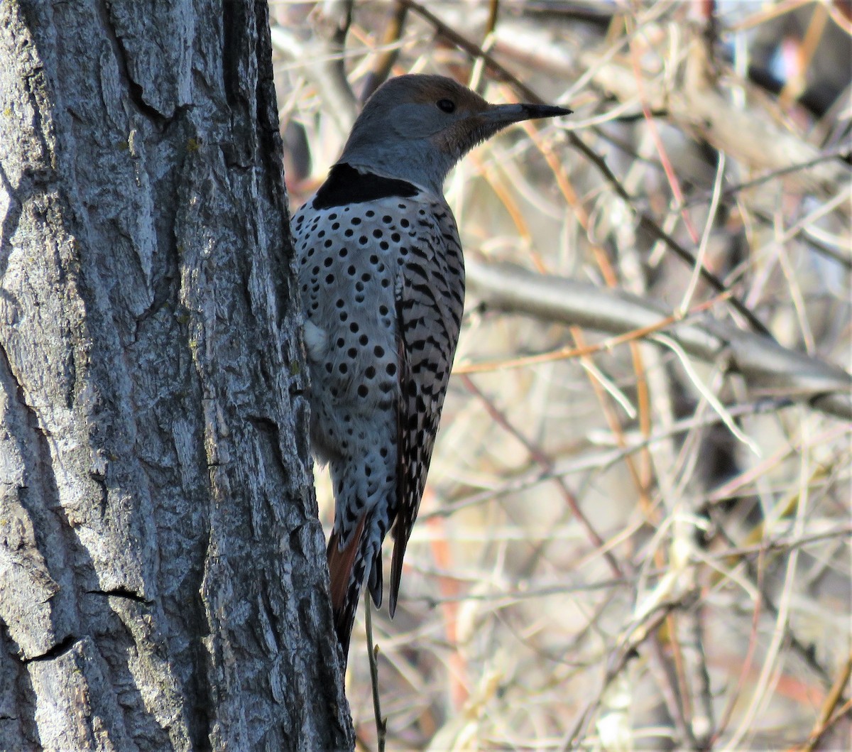 Northern Flicker (Red-shafted) - ML93932331