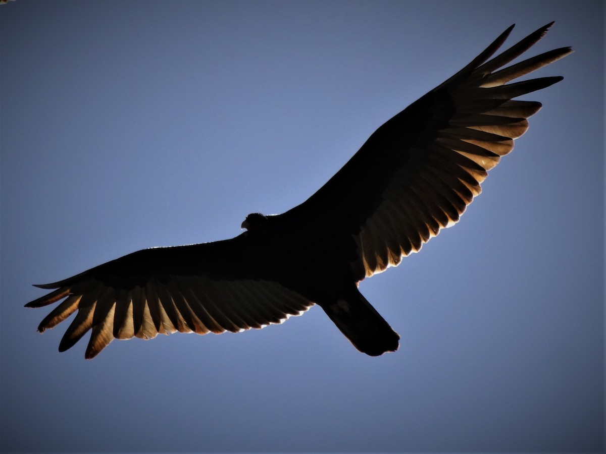 Turkey Vulture - jose salgado