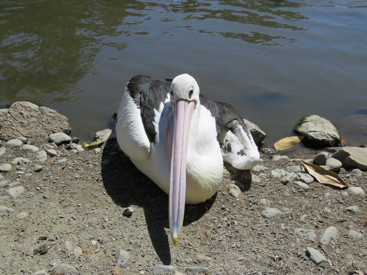 Australian Pelican - Blair Dudeck