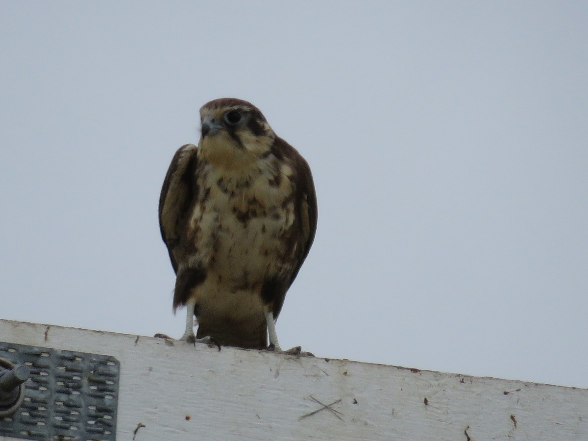 Brown Falcon - Blair Dudeck