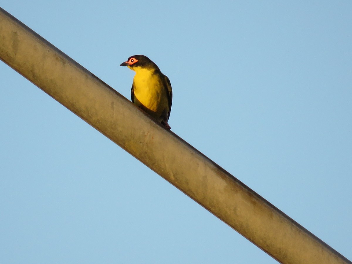 Australasian Figbird - Blair Dudeck