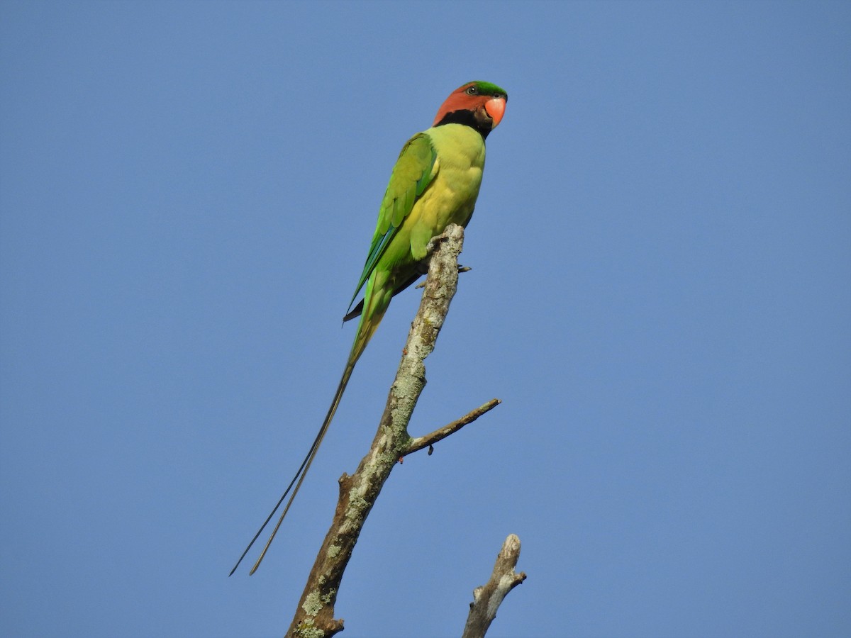 Long-tailed Parakeet - ML93935771