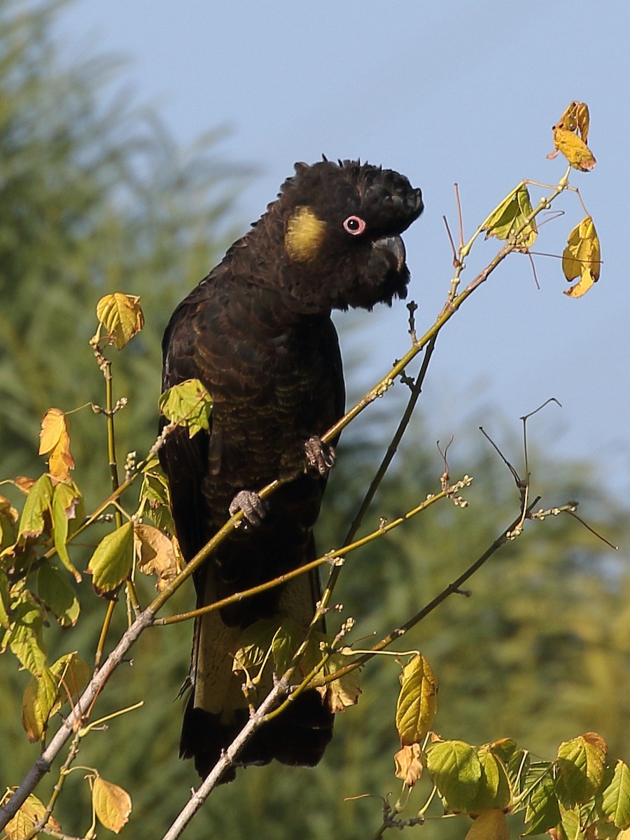 Yellow-tailed Black-Cockatoo - Michael Rutkowski