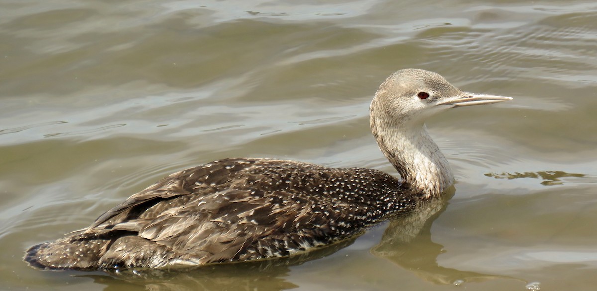 Red-throated Loon - Petra Clayton