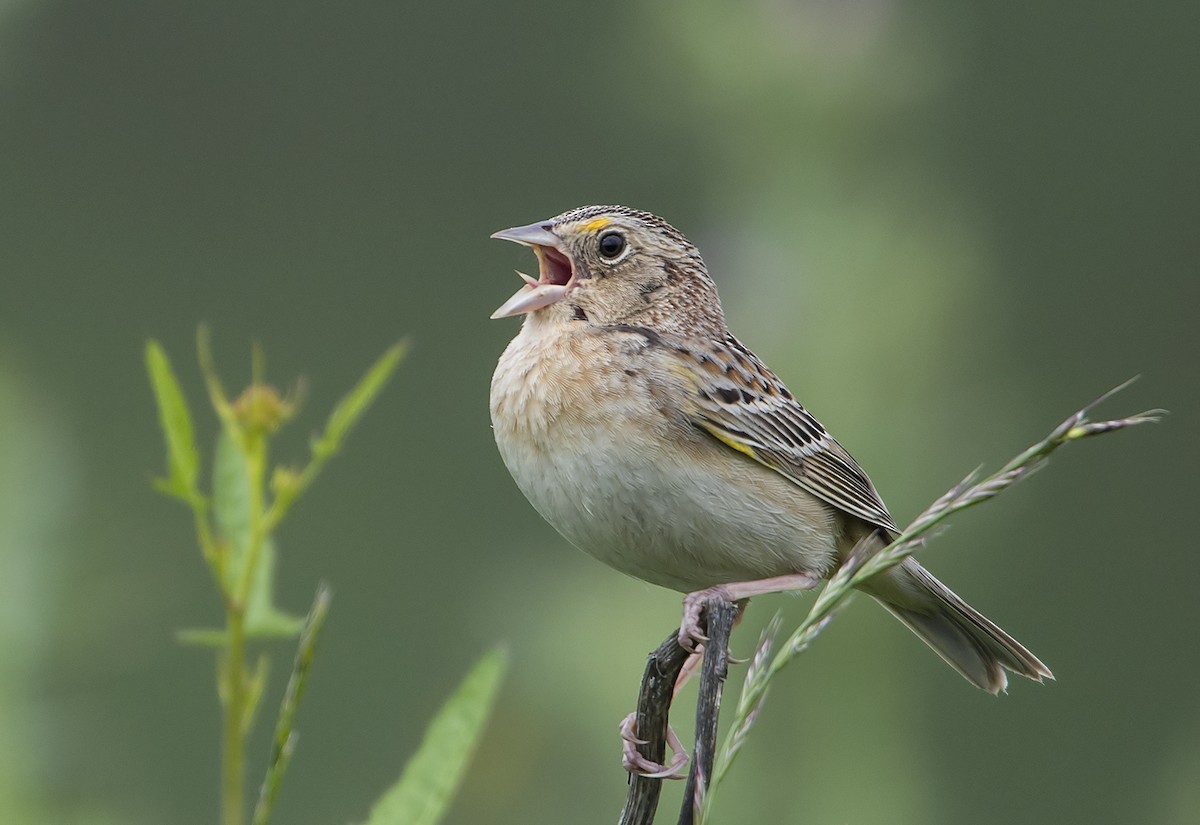 Grasshopper Sparrow - ML93937411