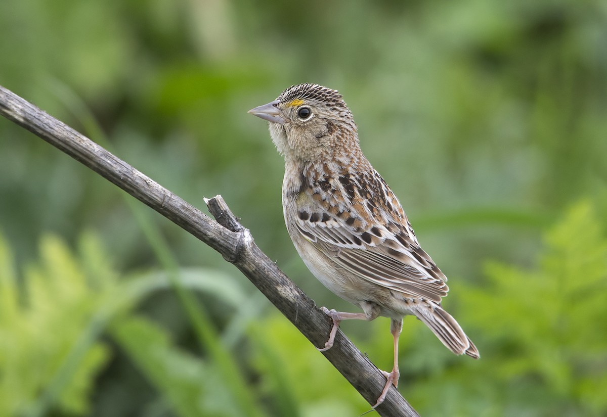 Grasshopper Sparrow - ML93937421