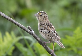 Grasshopper Sparrow