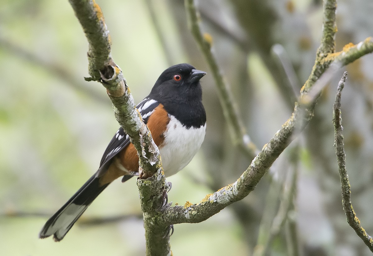 Spotted Towhee - ML93937491