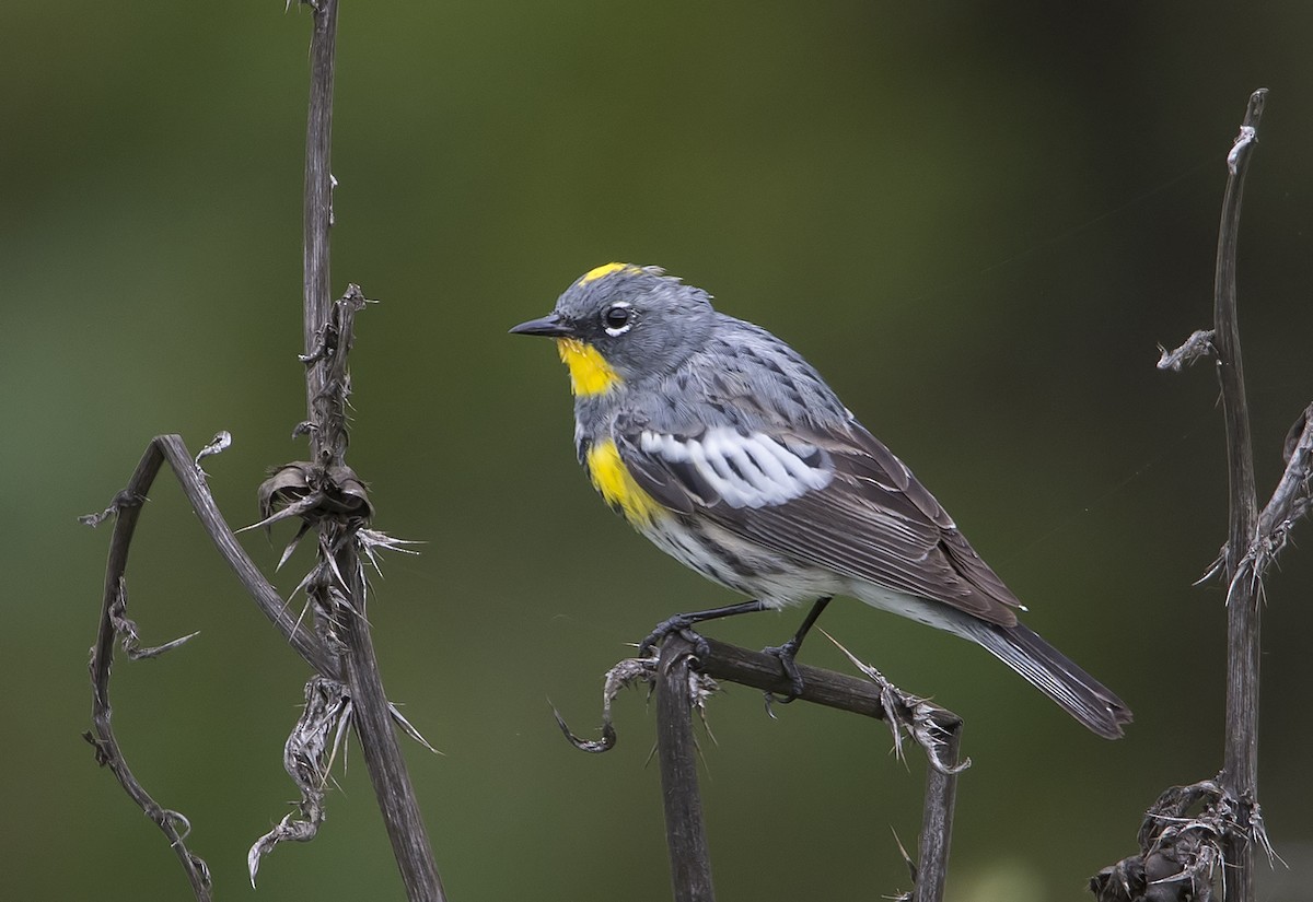 Yellow-rumped Warbler - Jerry Ting