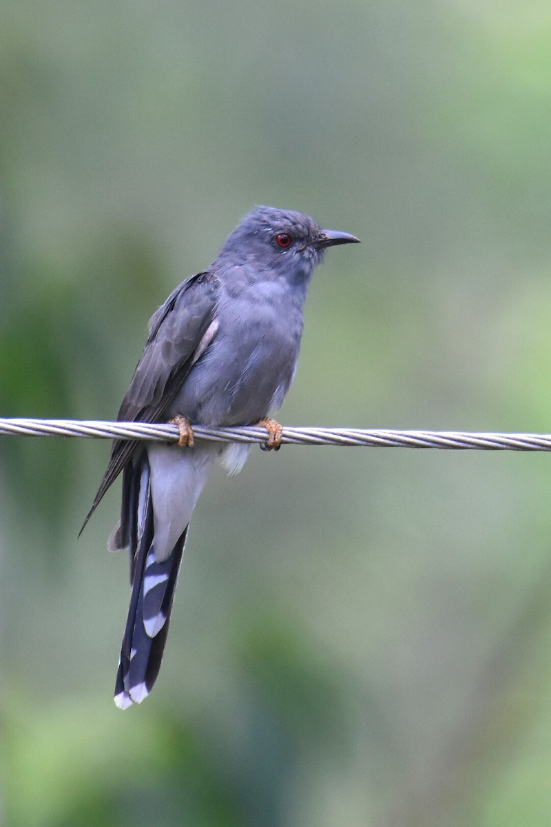 Gray-bellied Cuckoo - vinodh Kambalathara