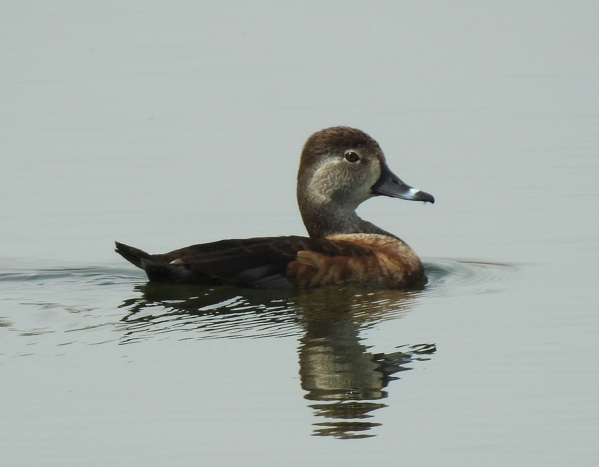 Ring-necked Duck - ML93939381