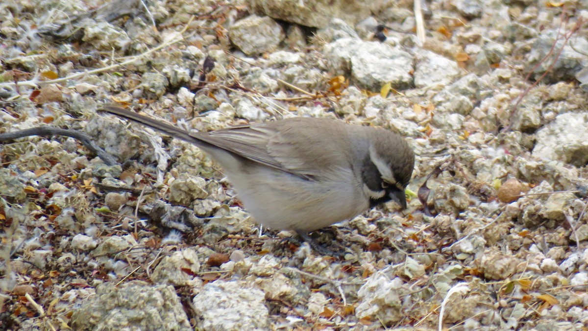 Black-throated Sparrow - Petra Clayton
