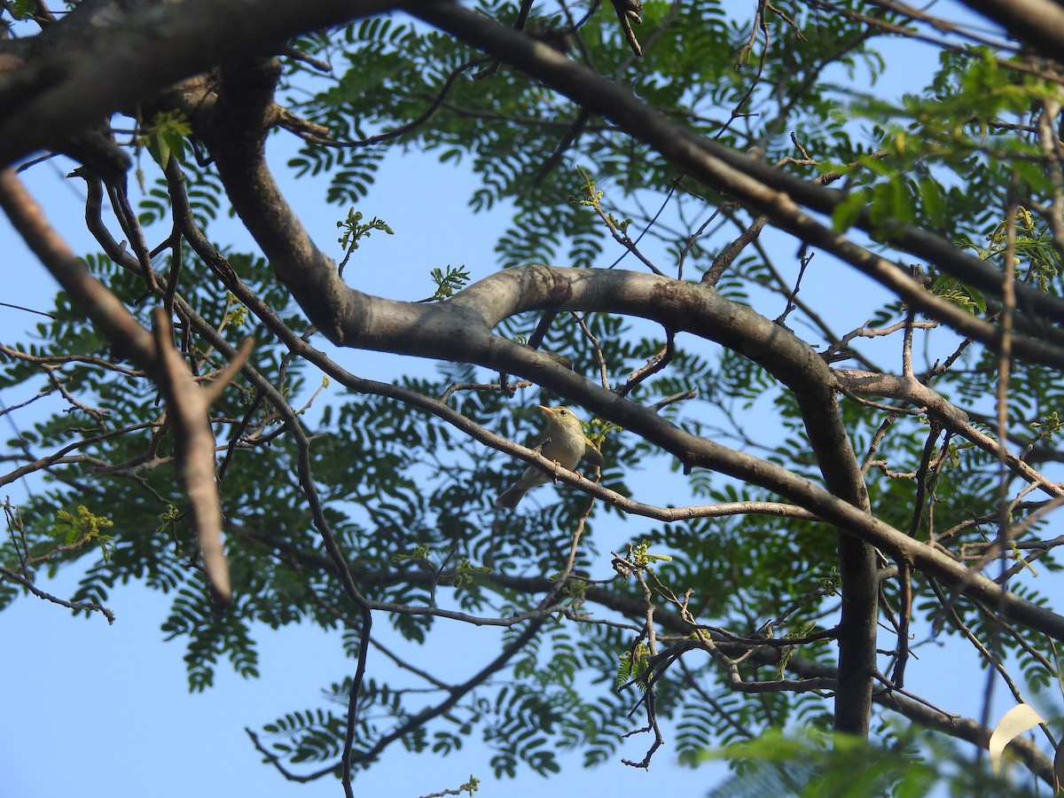 Western Crowned Warbler - Ashwin Viswanathan