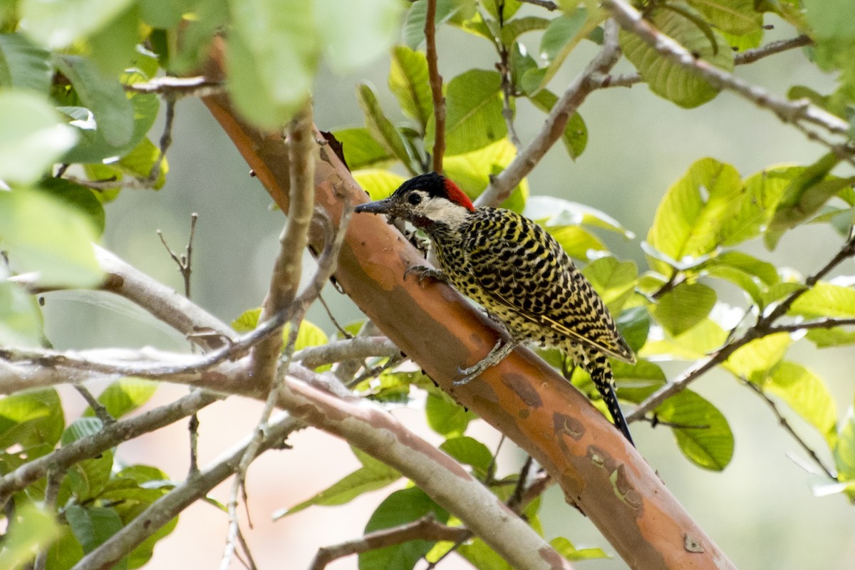 Green-barred Woodpecker - ML93941451