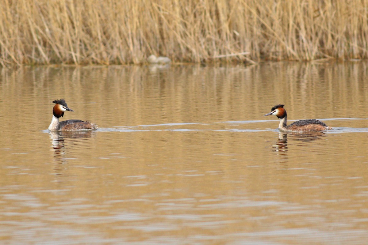 Great Crested Grebe - ML93942161