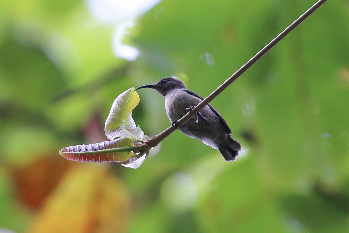 Seychelles Sunbird - Tommy Pedersen