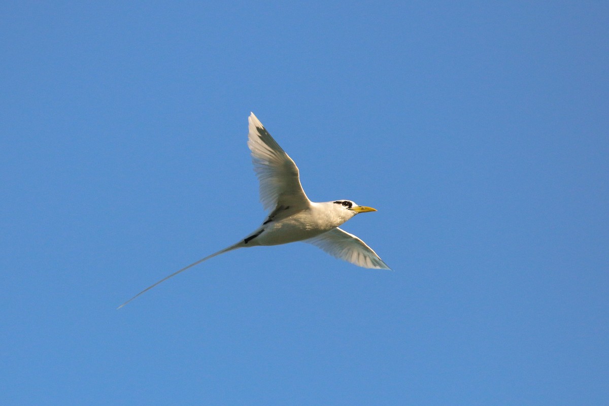White-tailed Tropicbird (Indian Ocean) - ML93943581