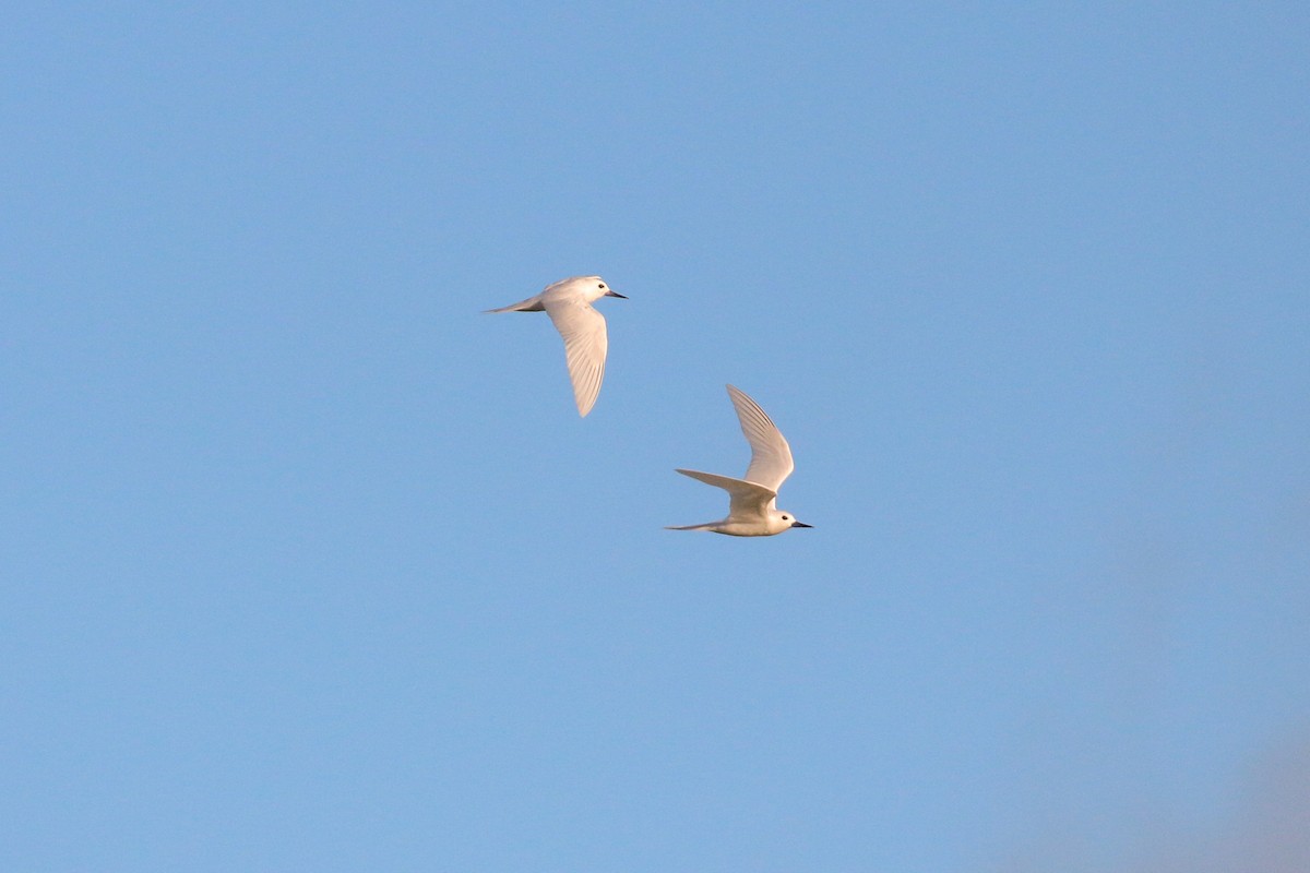 White Tern (Pacific) - ML93943611