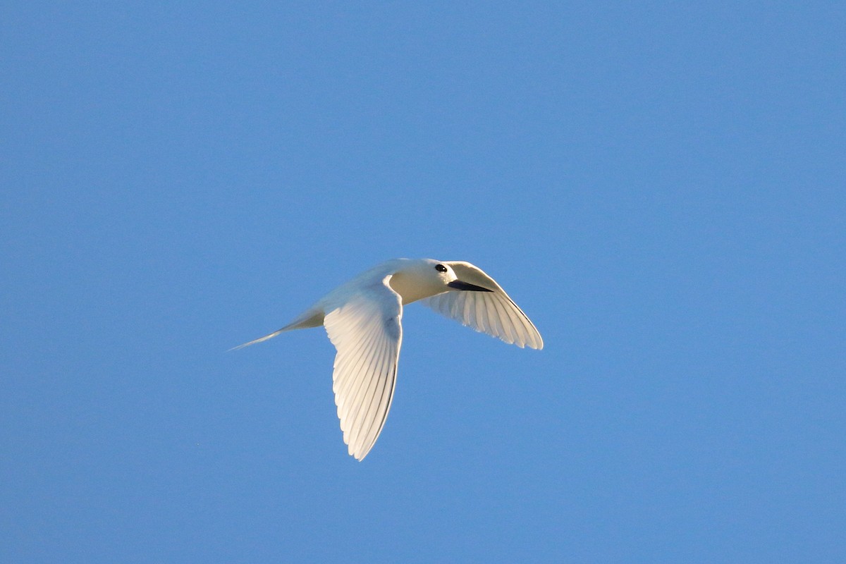 White Tern (Pacific) - Tommy Pedersen