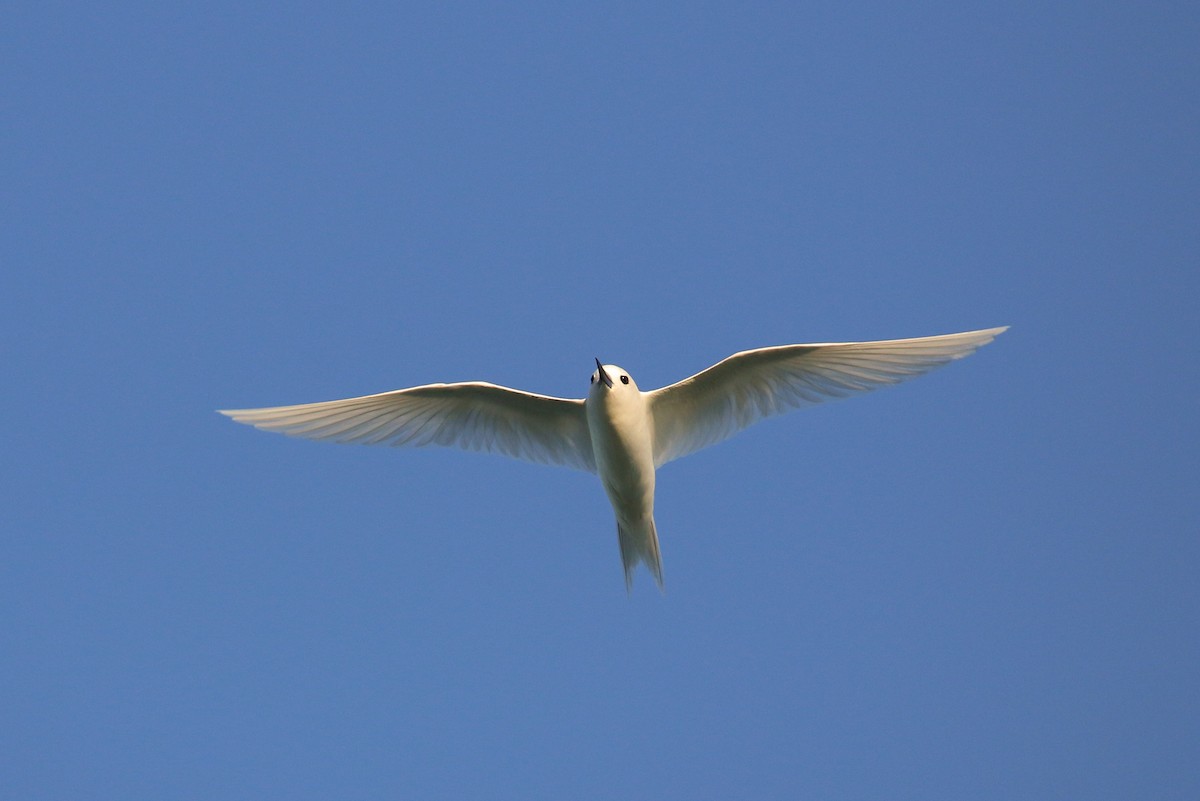 White Tern (Pacific) - Tommy Pedersen