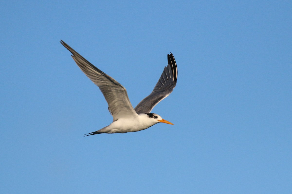 Lesser Crested Tern - ML93943921