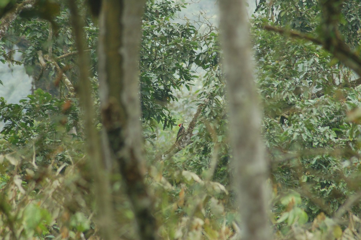 Guayaquil Woodpecker - ML93944051