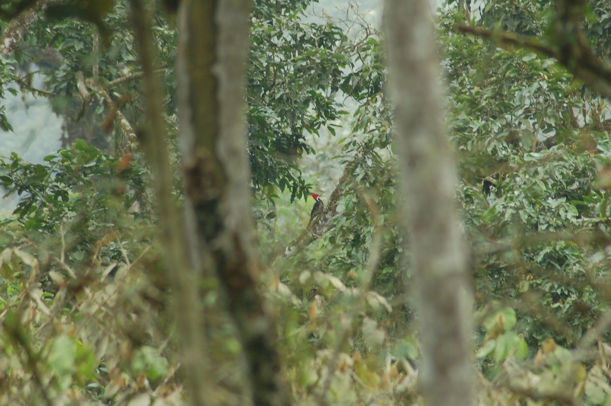 Guayaquil Woodpecker - ML93944061