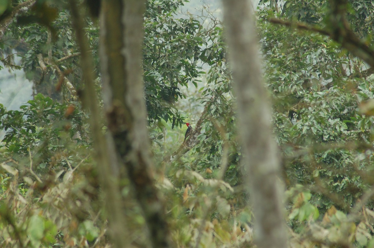 Guayaquil Woodpecker - ML93944071