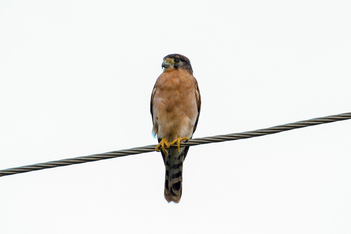 Cernícalo de las Seychelles - ML93944251