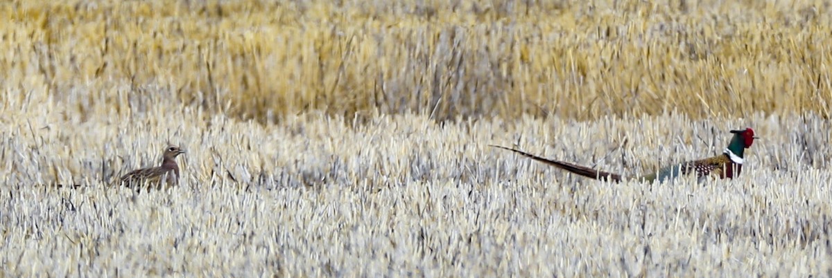 Ring-necked Pheasant - ML93948501