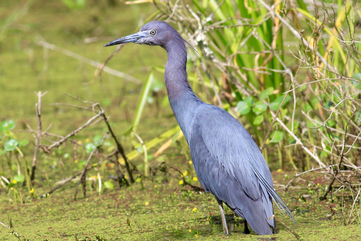 Little Blue Heron - Ronald Newhouse