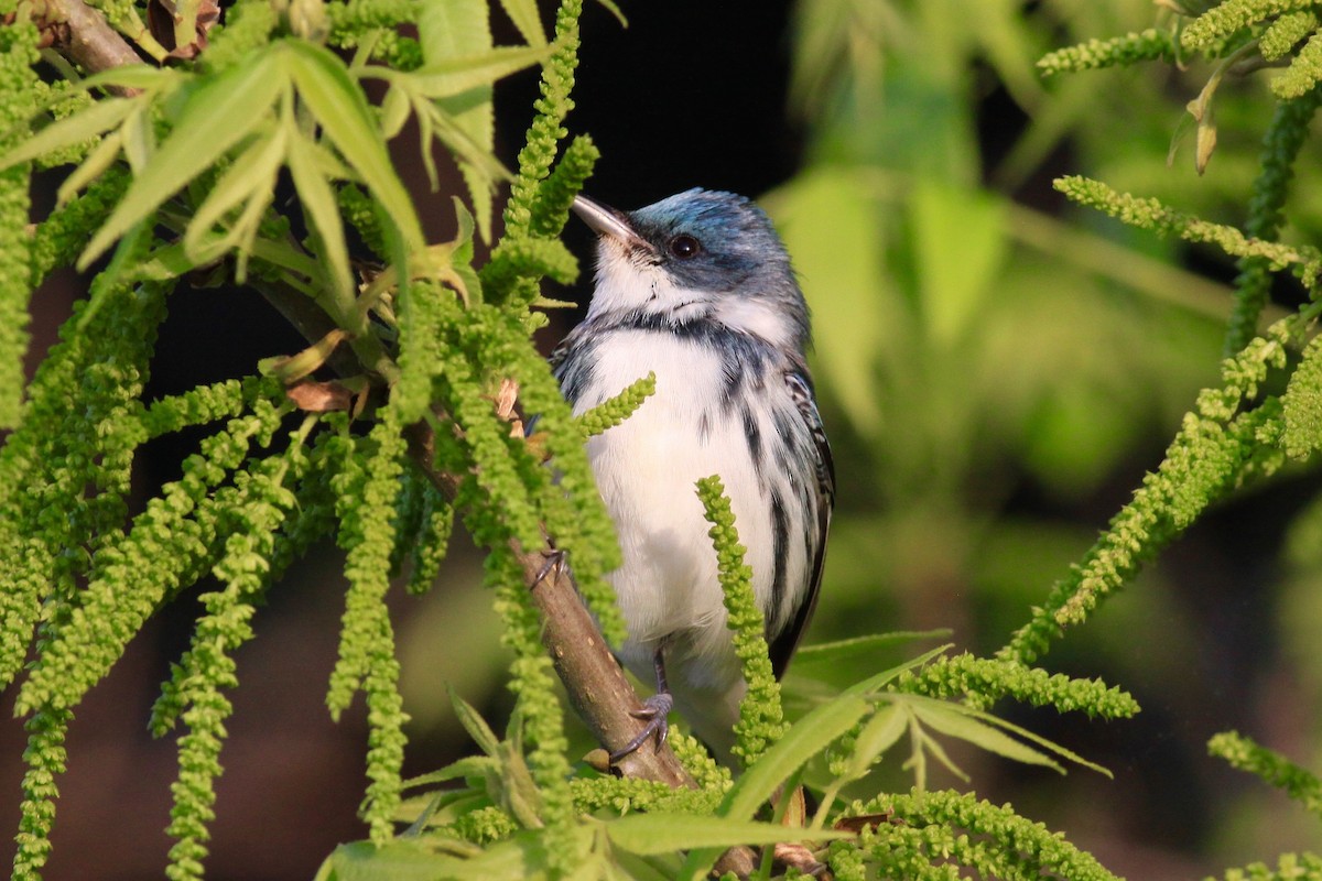Cerulean Warbler - Ronald Newhouse